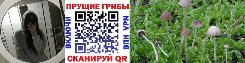 Галлюциногенные грибы Cubensis shop клад Карачев